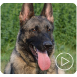 Personal Protection Dogs for Sale Canada