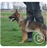 Personal Protection Dogs for Sale Canada