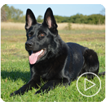 Personal Protection Dogs for Sale Canada