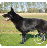 Personal Protection Dogs for Sale Canada