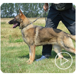 Personal Protection Dogs for Sale Canada