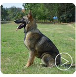 Personal Protection Dogs for Sale Canada