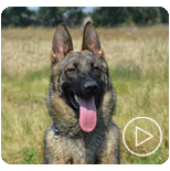 Personal Protection Dogs for Sale Canada