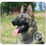 Personal Protection Dogs for Sale Canada