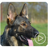 Personal Protection Dogs for Sale Canada