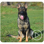 Personal Protection Dogs for Sale Canada