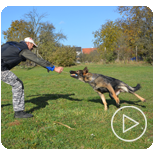 Personal Protection Dogs for Sale Canada