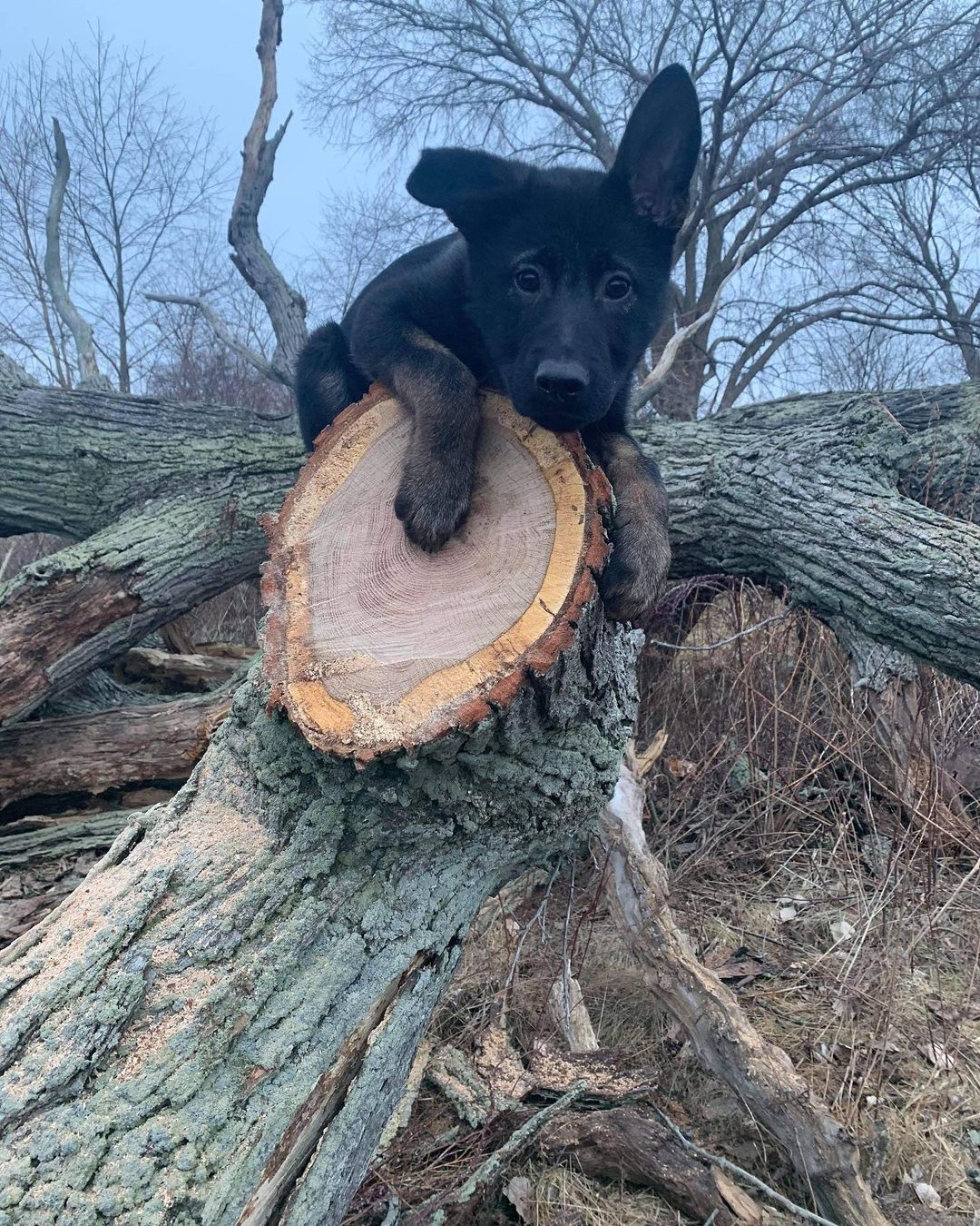 New Arrivals Fully Trained Personal Protection German Shepherds