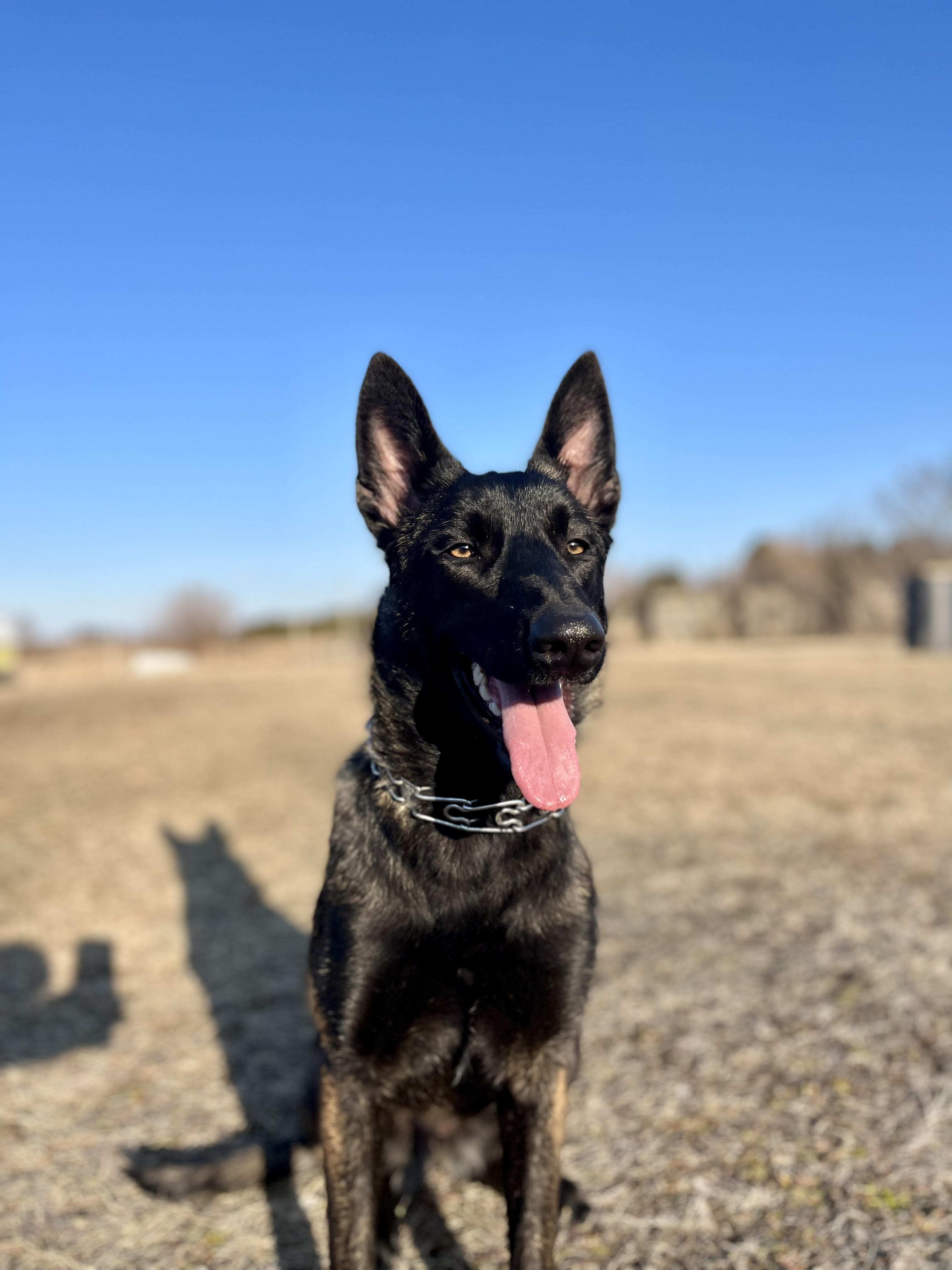 Dutch Shepherd Belgian Malinois German Shepherd Mix Belgian