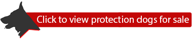 Click here to view available personal/family protection German shepherd dogs for sale in Prince Edward Island